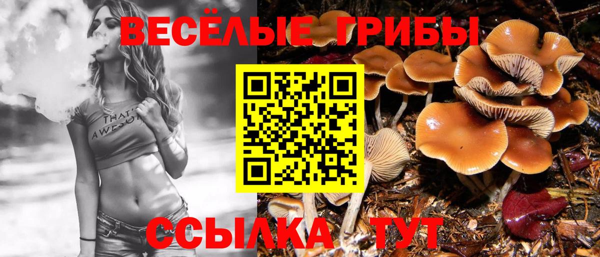 Псилоцибиновые грибы мицелий Ипатово